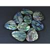 9Pcs Abalone Shell Fancy Cabochon Loose Natural Gemstone 305Cts. Lot 30-31MM C-1711