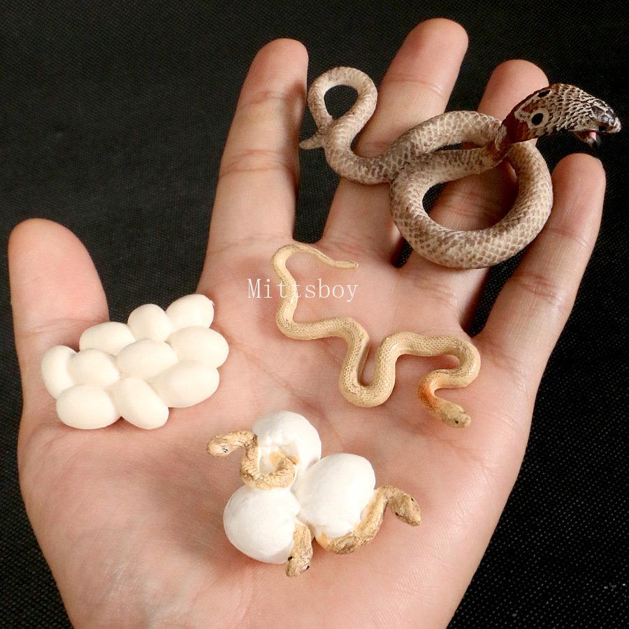Montessori Wooden Lifelike Insect Animal Life Cycle Board Teaching Plant Animals Growth Cycle Model Set Preschool Cognitive Toy