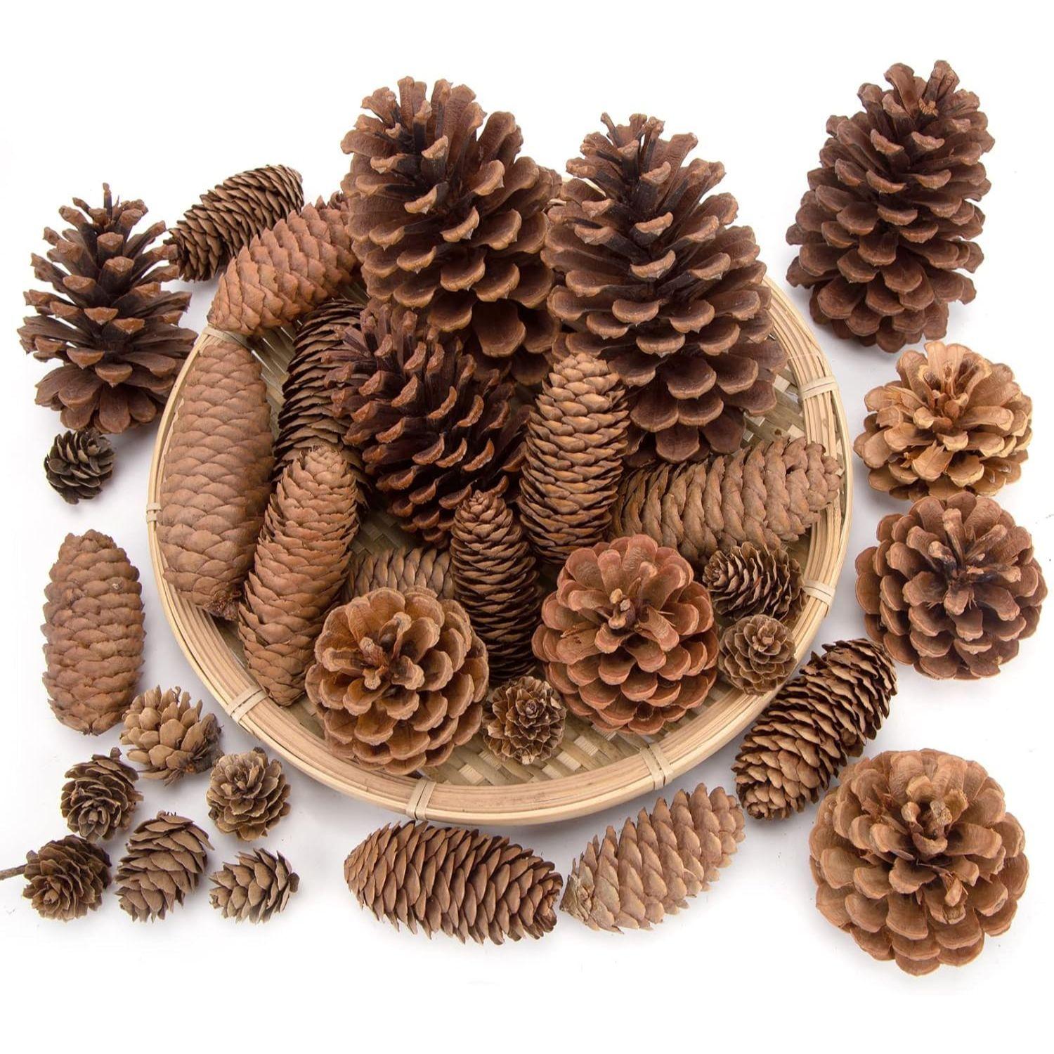 

20 шт. Натуральные украшения из сосновых шишек, Сосновые шишки оптом Ассортимент натуральных сосновых шишек для осенних, зимних, рождественских наполнителей для ваз (натуральный)