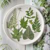 21PCS Set Dried Pressed Plants Leavse for Jewelry Resin Making Natural Green Leaves Flowers Material for DIY Supplies