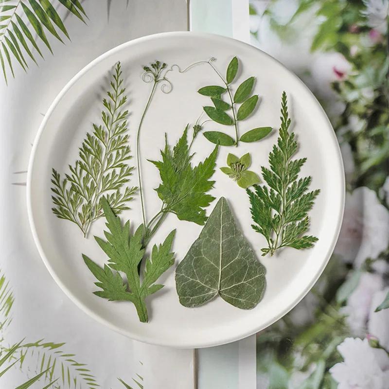 21PCS Set Dried Pressed Plants Leavse for Jewelry Resin Making Natural Green Leaves Flowers Material for DIY Supplies