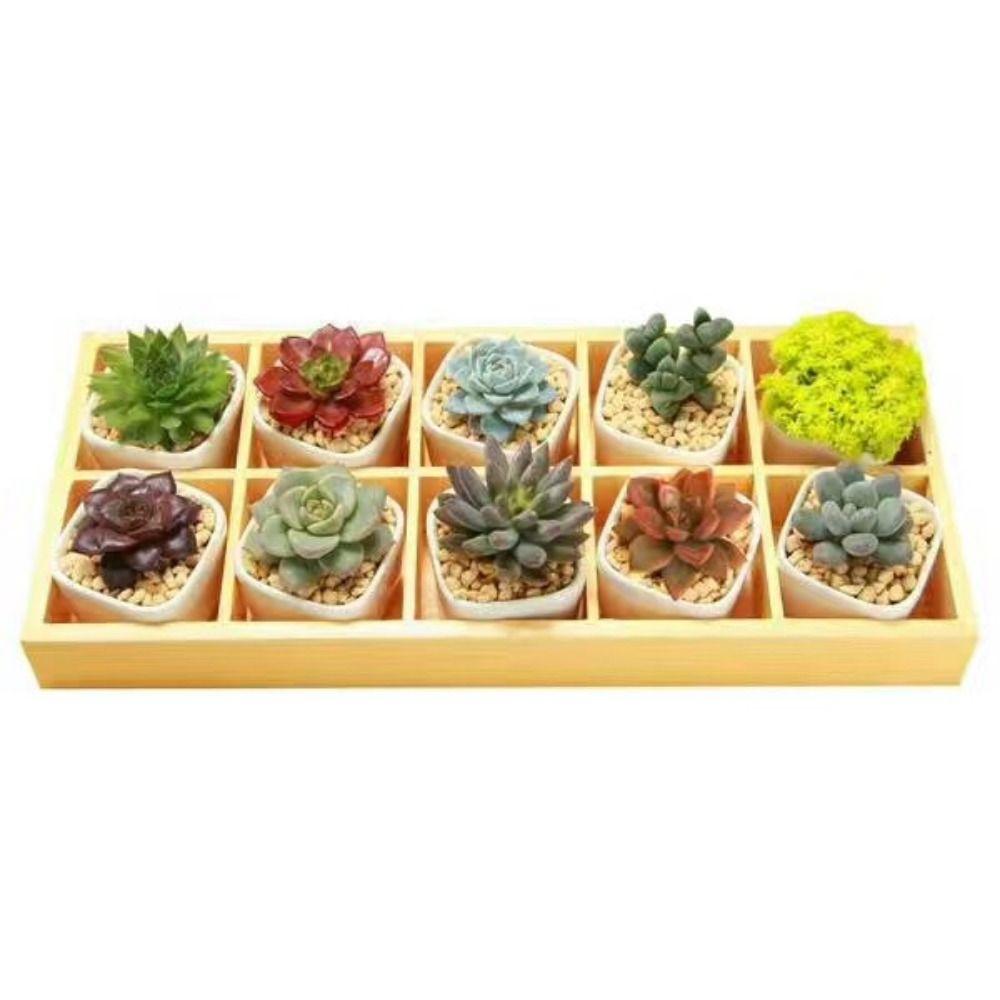 Wood Storage Box Multifunctional Bonsai Holder High Quality Succulent Flowerpot Tray