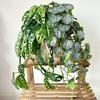 Green Leaf Wall Hanging With Soft Gel Material For Home Decor And Photography Props