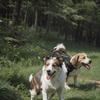 Double Dog Leash 360-degree Swivel Tangle-free Dual Dog Leash Walking