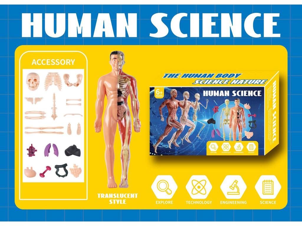 3D Human Skeleton Model Kit for Children's Educational Anatomy and Medical Teaching