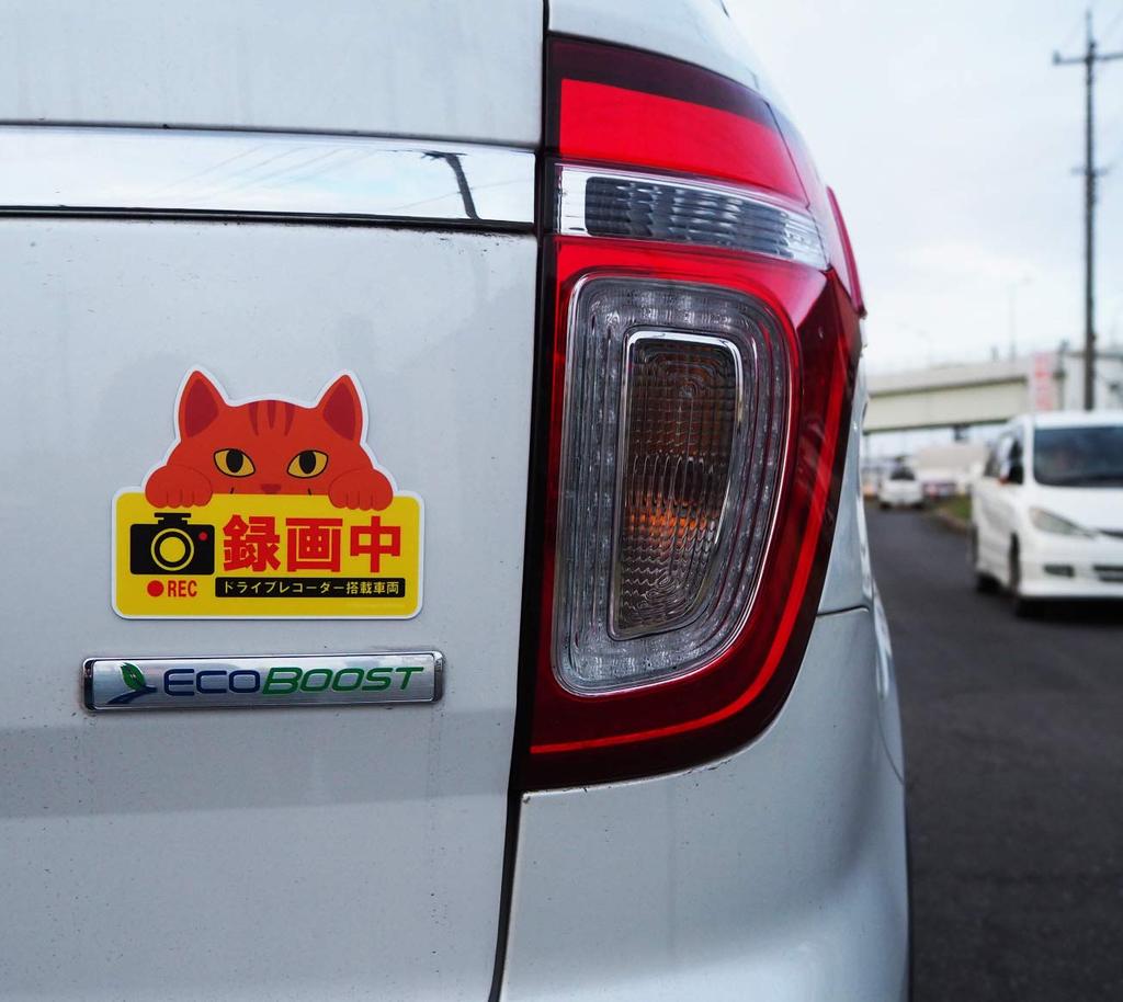 Niedliche Katze Dashcam Aufnahme Magnetisches Schild Chatra Katze