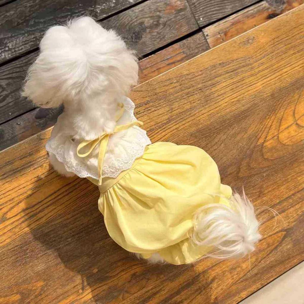 Sommar Kattunge Prinsessklänning: Andningsbar & Anti-håravfall för Ragdoll, Brittisk korthår & Fler