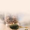 Interactive Cats Toy Automatic Electronic Moving Mouse Cats Toy with Squeaky,Kitten Toy for Hunting Play Exercise