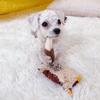 Simulated Fox Dog Chew Toy