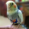 For Parakeet Cockatiel Pigeons Birds Clothes Parrot Diaper Parrot Urine Pants Birds Flight Suit