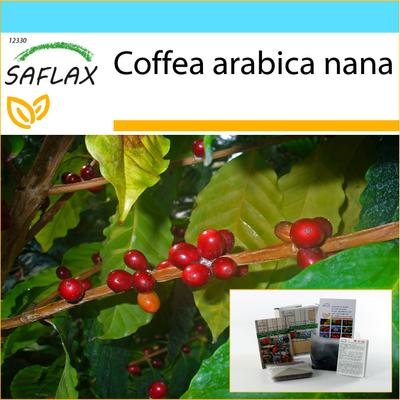 Set regalo - Caffè nano - 8 semi - Con confezione regalo, biglietto, etichetta e substrato per vaso - Coffea arabica nana