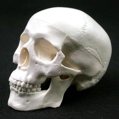 Berretto Skull Modello Testa Umana Conveniente Anatomico Testa Cranio Modello Cranio Belle Arti Studenti Medici