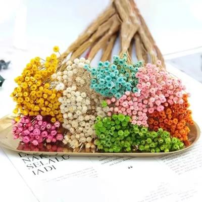50 Bouquets Fleurs Naturelles Réelles Petits Bouquets de Fleurs Séchées Fleurs Brésiliennes Porte-Bonheur Fleurs Préservées Décoration de Maison Fleur Séchée