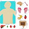 Non-Toxic Human Body Parts Felt Board Stories For Kids Montessori Toys Sensory Activities Teaching Daycare Preschool Learning Educational