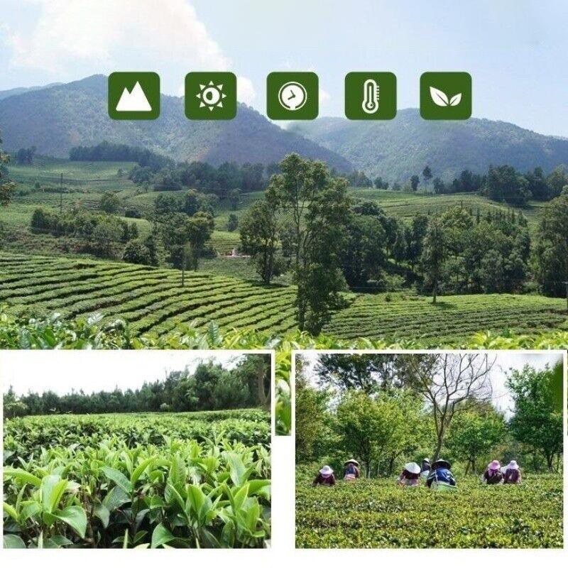 Authentic Yingde Black Tea Yinghong No. 9 High-Quality Organic Canned Gift Tea