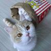 PopcornBag Cat Tent Toy PlayTunnel Tent House Dogs Kraft Paper Bag Hideaway Tunner Boredom Pet Indoor Entertainment Toy
