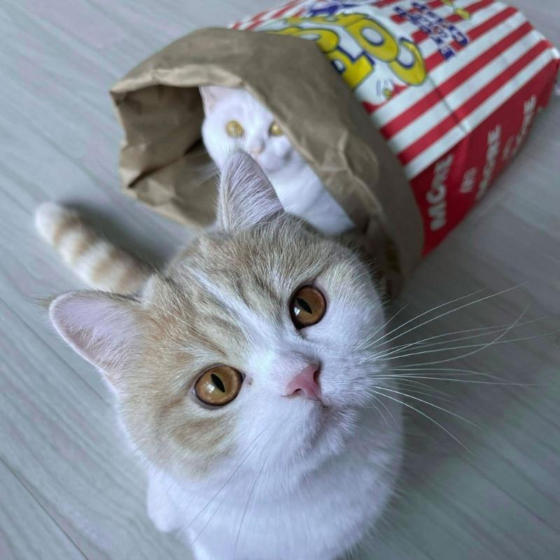 PopcornBag Cat Tent Toy PlayTunnel Tent House Dogs Kraft Paper Bag Hideaway Tunner Boredom Pet Indoor Entertainment Toy