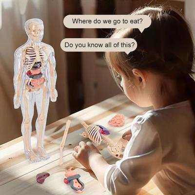 Plastics 3d Human Torso Model DIY Mannequin Transparent Science Cognitive Puzzle Montessori Education Toys Skeleton Model