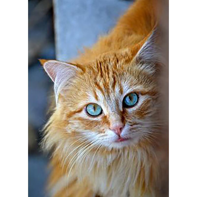 DIY 5D Diamond Painting Full Round Drill Rhinestone Cat Diamond Embroidery Animals Cross Stitch Kit Wall Art Gift Home Decor