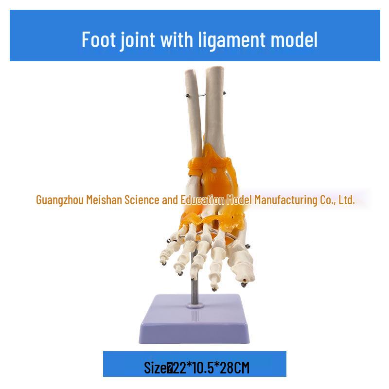 1:1 Human Skeletal Joint Models: Knee, Shoulder, Elbow, Hand, Foot, Hip