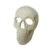 Skull Figurine Accent for Enclosure Styling, Room Display, Shelf Display, and Theme Display Use with Indoor Display