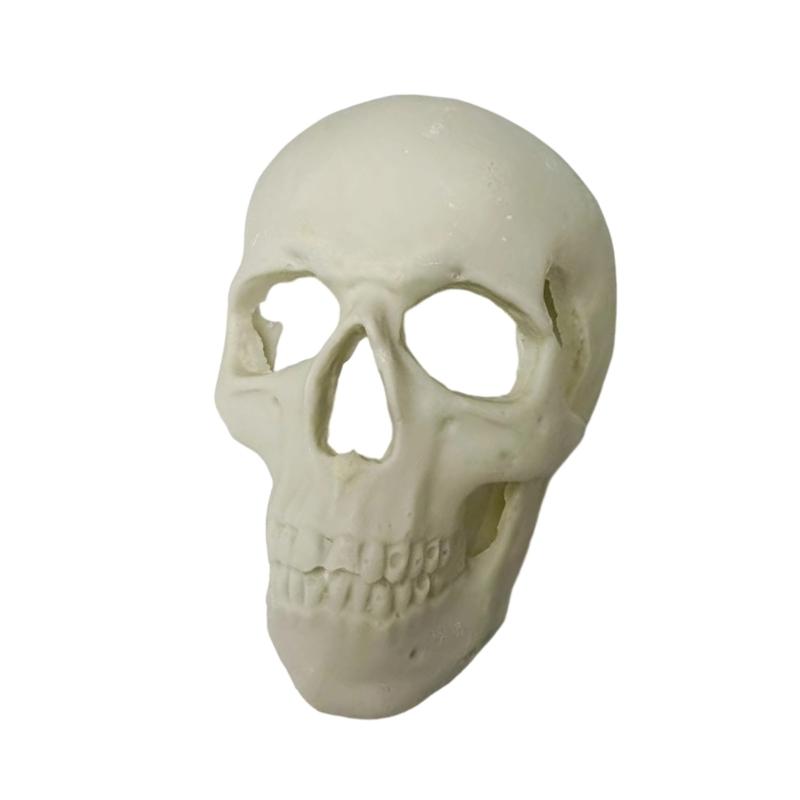 Skull Figurine Accent for Enclosure Styling, Room Display, Shelf Display, and Theme Display Use with Indoor Display