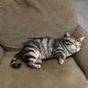 PP Cotton Filled Animal Body Pillow Plush Material Cat Keychain Animal Cushion Doll Toys  For Kids