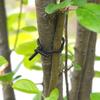 Garden Plant Twist Ties - 20m Soft Wire for Supporting Branches, Vines, and Stems