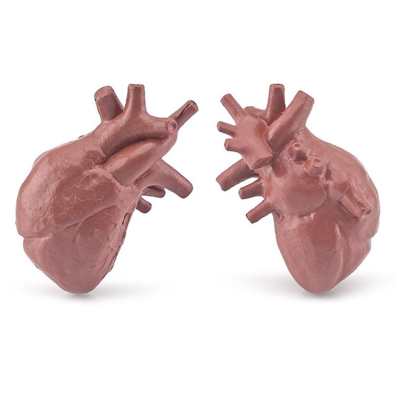 Modelli di Organi del Corpo Umano 3D 8 Pezzi Ausili Didattici per Bambini Scuola di Medicina Busto Umano Classe Educativa Materiale Didattico