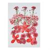 Dried Pressed Flower Handmade Decorative Artificial Flowers Dry Plant Resin Scrapbook Craft DIY Accessories Home