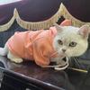 Spring Autumn Cat Puppy Clothing Solid Sweet Pet Costume Hoodie for Cats Sphynx Clothes Kitten Pullovers Outfit Ropa Para Gatos