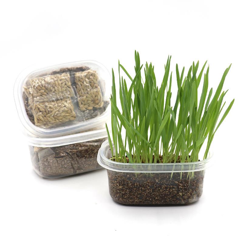 Cat Grass Barley Helps Remove Hairballs. Cat Grass Soil Nutrition Soil Cat Grass Set Cat Zero
