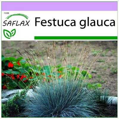 Blaues Berggras - 50 Samen - Festuca glauca