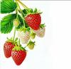Charming Strawberry Waterproof Kitchen & Refrigerator Stickers