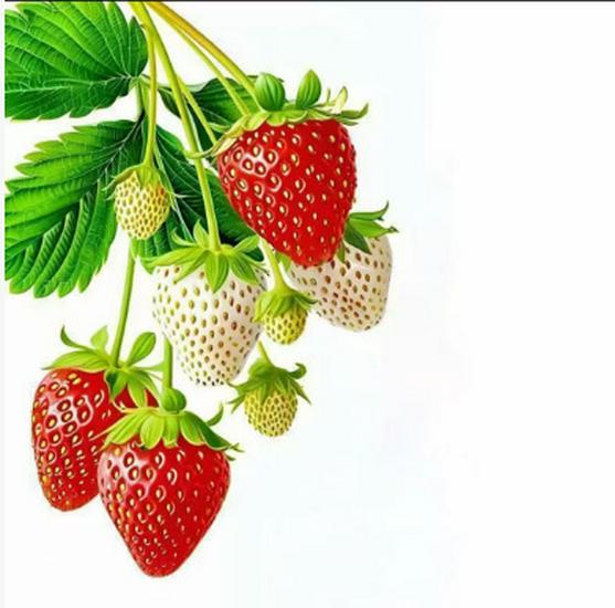 Charming Strawberry Waterproof Kitchen & Refrigerator Stickers