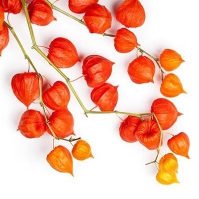 100 Chinese Lantern Seeds (Physalis Alkenkegi Franchetti) Reproducible