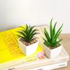Mini Succulent & Red Lotus Desktop Ornaments - Indoor Green Plants