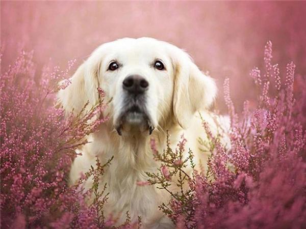 5d Diy Diamond Painting Labrador Dog Room Decor Diamond Embroidery Animal Natural Scenery Mosaic Crystal Picture