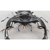 BACALYSO | Nirvana European Stag Beetle Figure, Coleoptera, Lucanidae, Genus Lucanidae, Refrigerator Ornament, Magnetic, Realistic, Adult, Illustrated