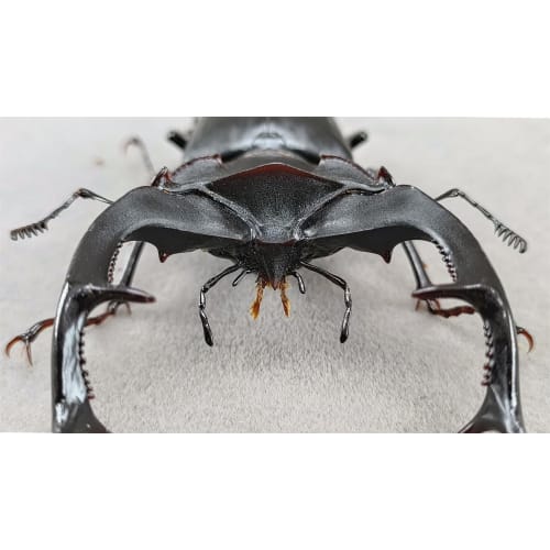 BACALYSO | Nirvana European Stag Beetle Figure, Coleoptera, Lucanidae, Genus Lucanidae, Refrigerator Ornament, Magnetic, Realistic, Adult, Illustrated