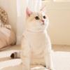 New Dog Clothes Cartoon Bear Thickened Pet Coat Windproof Keep Warm Puppy Clothes Vest For Small Medium Dog