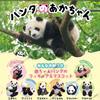Gashapon Capsule Toy Giant Panda Feederes Riesenpanda Animals Ornaments Model Toy Gacha Collection Action Figure Model Toys