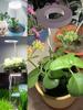Indoor LED Angel Ring Grow Light for Plants and Succulents