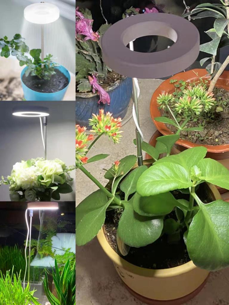 Indoor LED Angel Ring Grow Light for Plants and Succulents