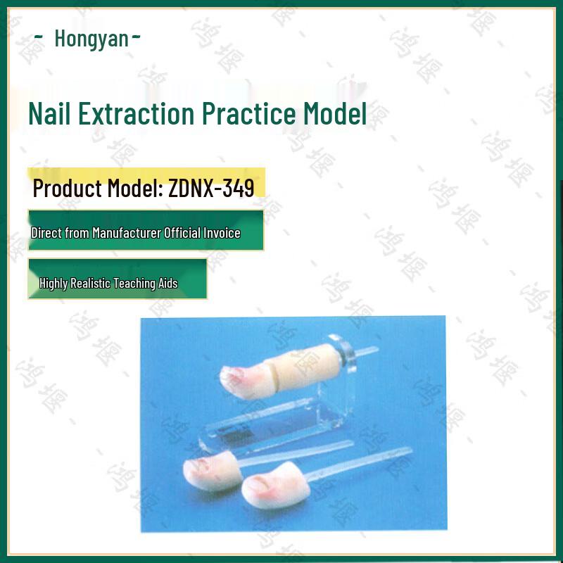 Hongyan Simulated Tooth Extraction Practice Model