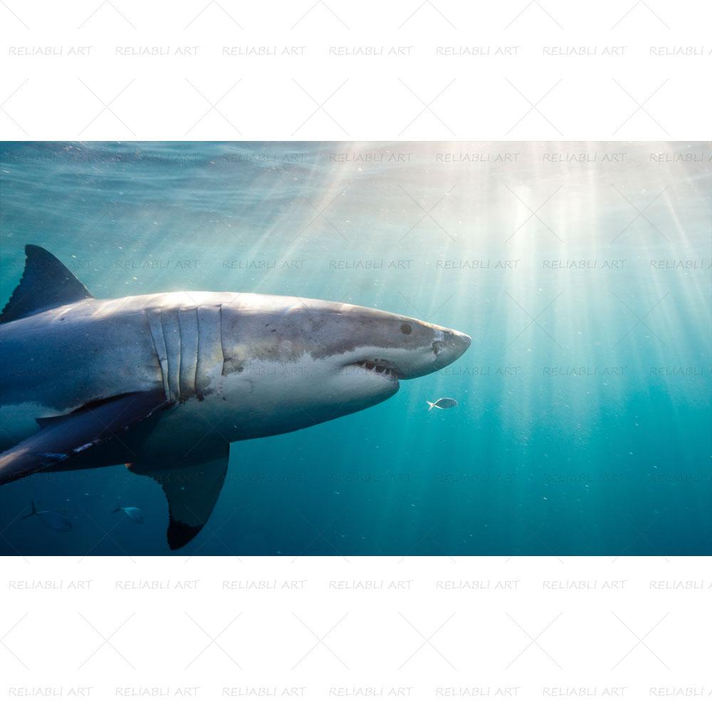 Shark Sea Animal Posters Wall Art Pictures for Living Room Modern Canvas Prints Cuadros Home Decorative Painting NO FRAME