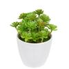 12pcs Simulation Green Plants Plastic Small Succulents Fake Flower DIY Garden Bonsai Artificial Succulent Plant Cafe Decoration