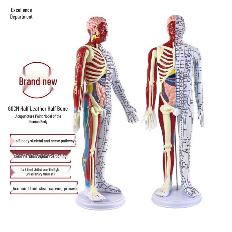 60cm TCM Acupuncture Teaching Model: Human Meridian Acupoint, Half-Skin/Half-Muscle Anatomical Model.