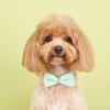 Haustier-Pailletten-Bowknot-Halsband, verstellbar, leicht, süß, niedlich, Katze, kleiner, mittelgroßer Hund, Welpe, Halskette, Heimtierbedarf