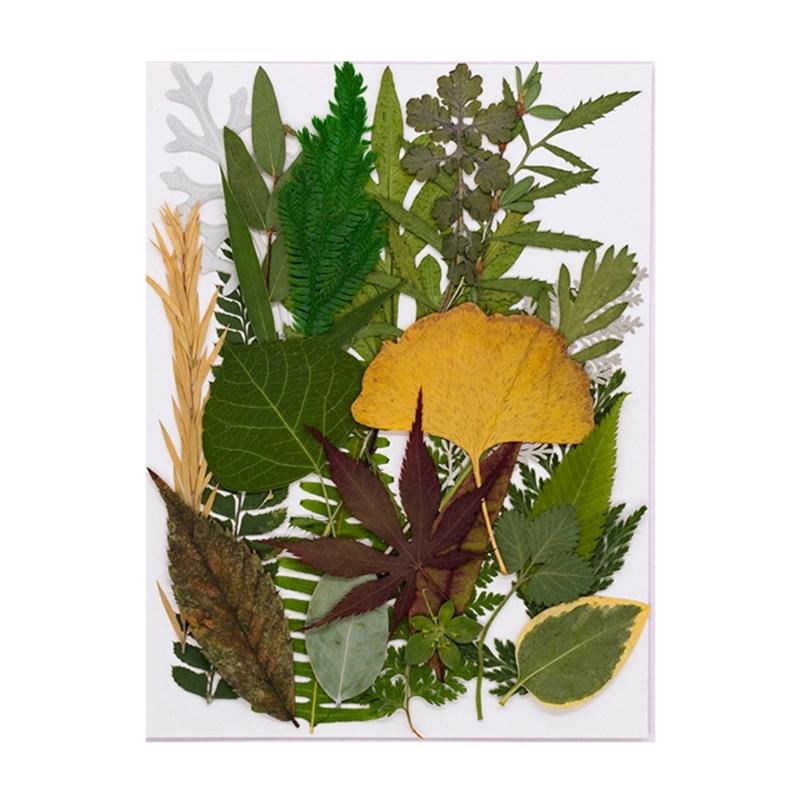4Packs Dried Plant Specimens Craft Supplies 120 Real Pressed Leaves For DIY Jewelry Home Decors Natural Plant Materials Set
